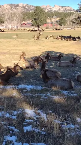 Large herd of elk on the golf course today in Estes Park. #elkherd #herdofelk #elk #wildlifephotography #coloradowildlife #wildlife #coloradoadventures #colorado #foryou 