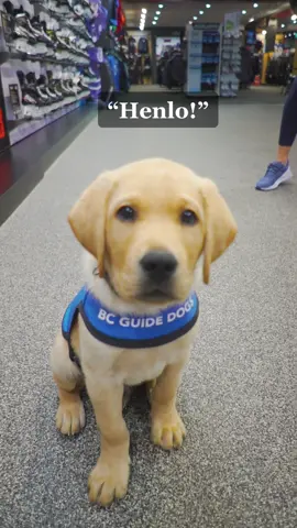 Had a special visit from a local celebrity today! #hockey #hockeyshop #thehockeyshop #icehockey #NHL #hockeytiktoks #hockeytok #sports #fyp #sourceforsports #hockeytape #hockeytapejobs #hockeytapejob #foryou #fypシ #dog #dogsoftiktok #dogs #dogsvideo #goldenretriever #goldenretrieverlife #goldenretrieverpuppy #canucks #canuckshockey #vancouver #vancouverbc ##vancouvercanucks 