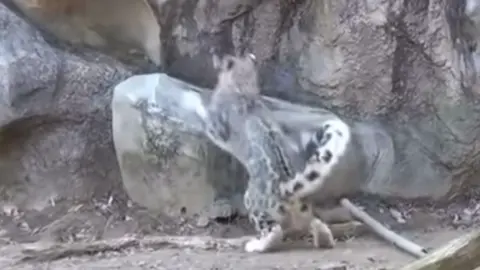 I LOVE THE WAY THEY JUMP #snowleopards #fyp