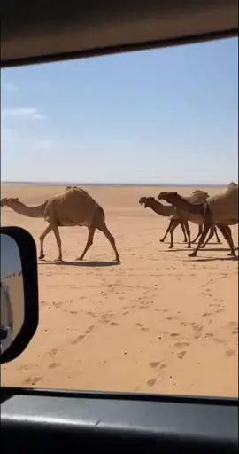#الرياض #الصياهد #رماح #الرمحية #صاهد_منيف 