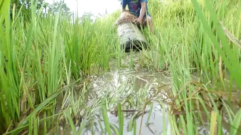 Asian Boys Catching A lot of Catfish With Bamboo Tools Polo In The Village Bill Of Rainy Season #Fishing #girlfishing #hookfishing #amazingfishing