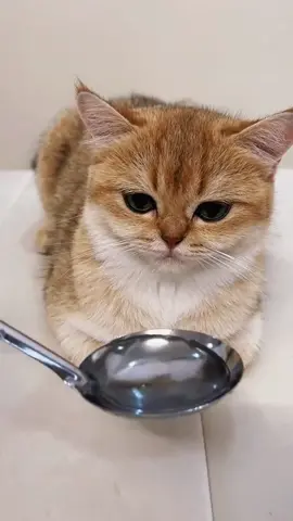 What if the cat doesn't drink medicine?#cat #catdrink #Notobedient #catcute #funnyvideos #fy #fyp #petlover #petfeed #feeding #foryourpage