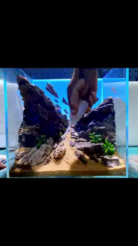 Glass fish tank mountain design landscaping #landscape #aquascape #fishtank #fish #tanktok #mountain #fish #aquarium #superclear #petlife #foryourpage