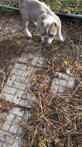 This is considered acceptable in Flint, MI. 🤬 #breakthechains #outreach #savingtailsanimalrescue #adopt #animalwelfare 