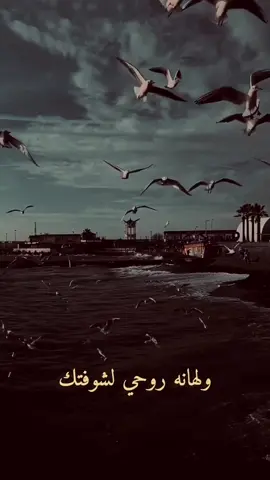 هـلا يـ الطولك غصن يتمايل بـ گلبي 🤎  #حسام_الرسام #Sing_Oldies #اغاني_عراقية 