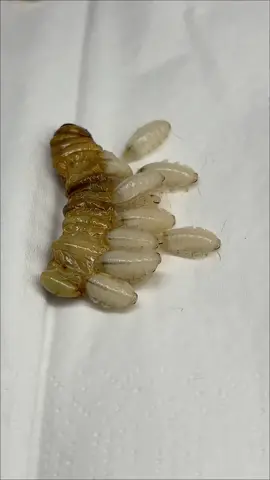 Hatching roaches 