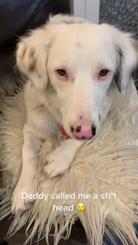 #romanianrescuedogsoftiktok #romanianrescuedog #rescuedog #foryoupage #fyp #rescuedogs #dogsoftiktok #romyrescue #doglover #dogs #romaniarescue #naughtydog 