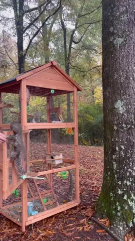 I released our first set of Squirrels early this morning 🐿  It’s best to release squirrels early in the day to give them time to figure things out, forage, and maybe start a nest. Squirrels are diurnal, meaning they are only active during the day.  But of course, this shelter will stay here until they can figure it out. I’ll occasionally drop nesting materials & food in it to help them along the way.  This was my first squirrel release & by far the most exciting and heartwarming release to watch. They were having the times of their lives 🥹 #squirrelrehab #squirrelsoftiktok 