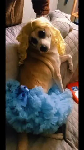 our lil goldilocks #goldilocks #halloween #dogcostume #cutie #fyp #foryou #madeyoulook 