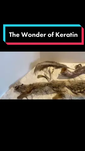 #rock_n_roll_reptile #keratin #fur #feathers #hair #claw #nails #beak #horn #hoof #hooves #scales #baleen #armadillo #anatomy #zoology #education