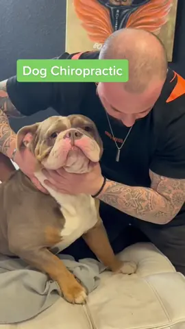 #chiropractic #dogsoftiktok #viral #foryoupage #doglove #chiropractortiktok 