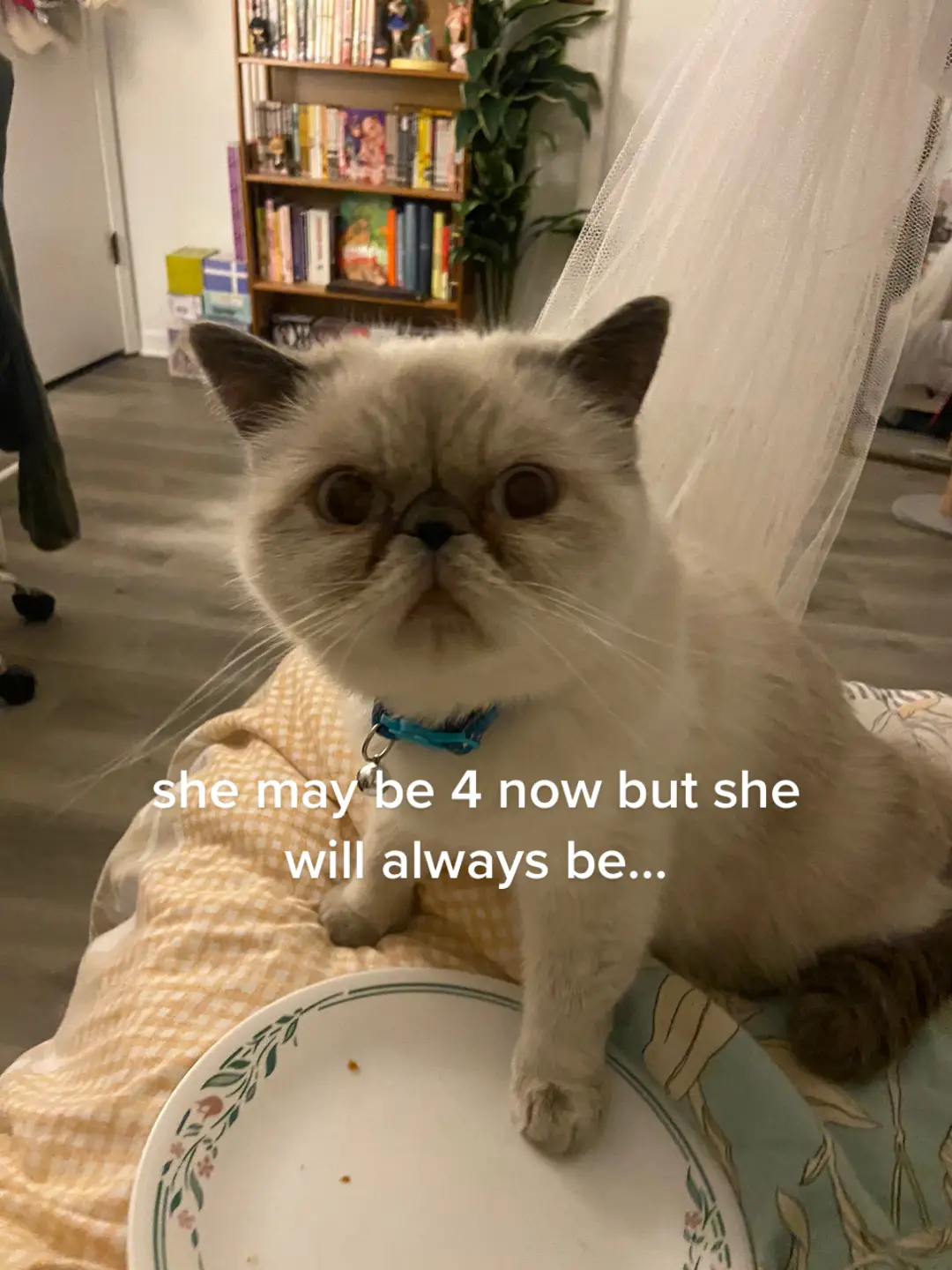 saw someone else do this w their cat so i had to do it with soup 😭😭💔