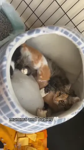coming up-to kitten season and we have so many cats and kittens still available for adoption 🥺 #catrescue #melbourne #poundrescue #fostermom #adoptdontshop #fypシ゚viral 
