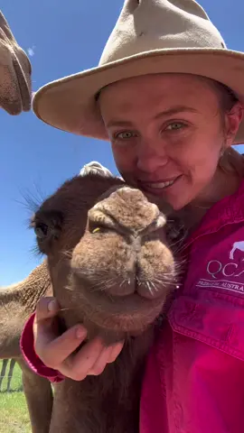 Those little smiles 😭 it can take a few months for our newborns to get cuddly… but Nyxie has finally come around! Now shes a giant sook and can’t get enough #cameltok #babycamels #camelfarm #australia 