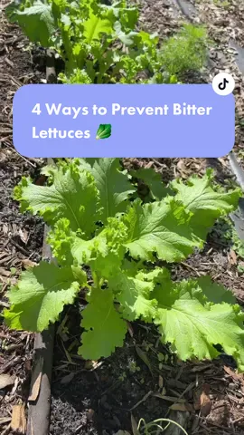 Replying to @jackiewwood #growinglettuce #growfood #lettuce #floridagardening 