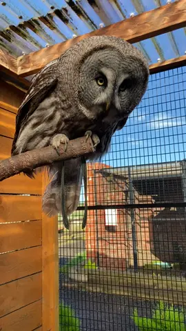 Its been a while since weve greeted this handsome man. Look how excitable he is today! #smokie #greatgreyowl #greatgrey #owl #greatgray #raptor #birdofprey #hoot #mews #perch #freeloft 