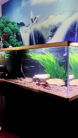 How to make aquarium landscaping with simple items, look at me #landscape #aquarium #aquascape #plantedaquarium #diyfishtank #fish #fishlife #petlife #fyp