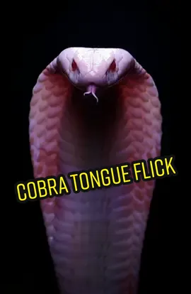 How awesome is this slow motion tongue flick from an Albino Monocled Cobra?! #snake #venom #cobra #albino #reptile