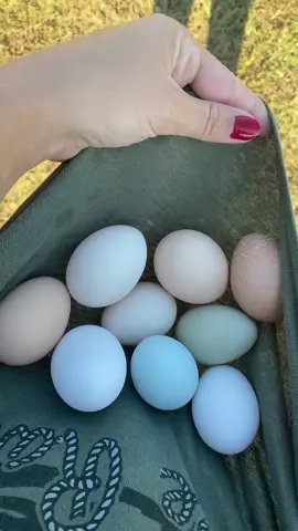 We love our chickies around here! #farm #farmlife #homestead #hen #chicken #rooster #egg 