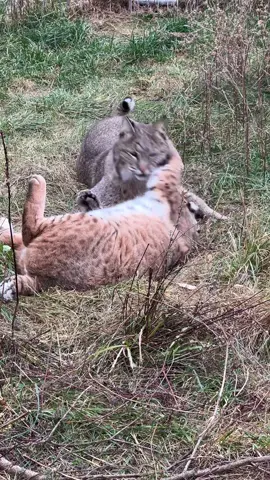 Bobcats Francis and Autumn making us look at how they benefit from your generous support! Now, until November 17th, donations are DOUBLE matched during Give to the Max! Head over to our website or copy and paste bit.ly/2022GTMD to donate 💗🐱. #givetothemax #rescuecat #bobcat #