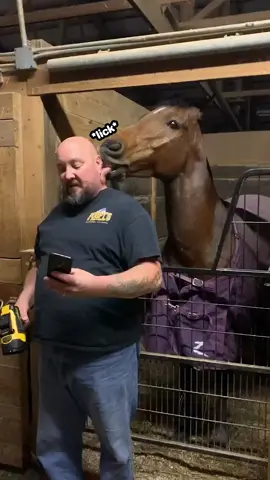 Who needs a Q-Tip when you have a horse 🤣 #fyp #funny #funnyvideos #horsesoftiktok