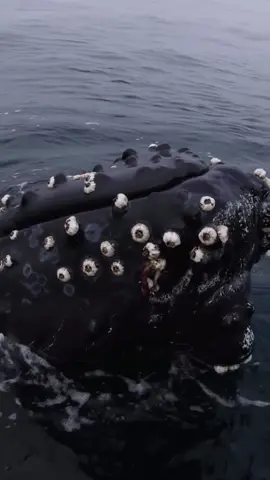 A humpback whale troubled by barnacles. #humpback#humpbackwhale#whale#whales#whalewatching#sea#ocean#fish#oceanlife#marinelife#tiktok#foryou#fyp#foryoupage