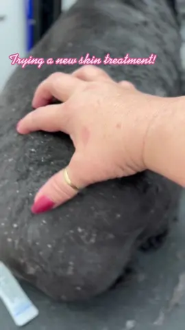 Does your dog have dry, itchy, flaky skin? This exfoliating, moisturizing treatment can help! #doggrooming #mobilegroomer #dogswithallergies #dryskin #itchyskin #flakyskin #exfoliatingtreatment @HYPONIC 