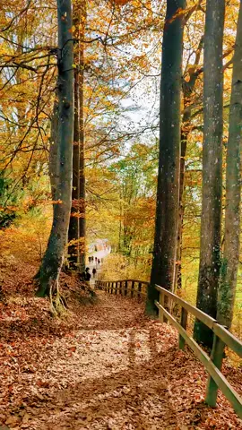 Would you like to have a walk here? #switzerland #swiss #forest #swissnature #naturelove #autum #landscape #scenery #uetliberg #zürich #fyp #foryou #fy 