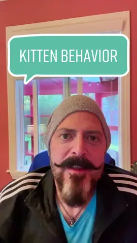 I keep getting tagged in these kitten suckling and kneading videos- and here’s my advice! #kittens #kitten #kittensoftiktok #catadvice 