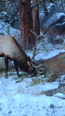 Big guy hanging out by the road this evening! #elk #estespark #bullelk #estesparkcolorado #estesparkelk #elkantlers #elkantler #bigbullelk #bullelkcolorado #foryou #fy 