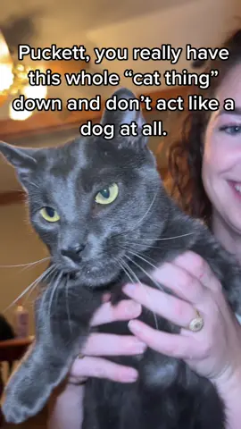 He may or may not have been raised by a golden retriever🫢 #bestshow #munchkinkitten #goldenretriever 