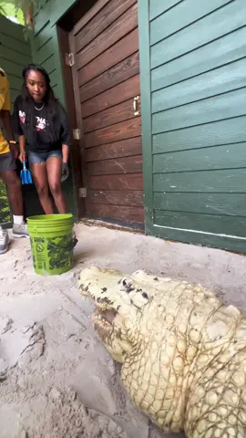 I almost aint make it yall 😂 @gatorland_orlando #gatorlandorlando #gatorland 