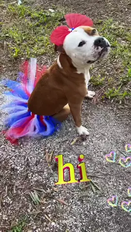 Hi frens!! Almost 100k, can help me get there? 🐶💖#chickennuggetthedog #dogsoftiktok #dogfashion 