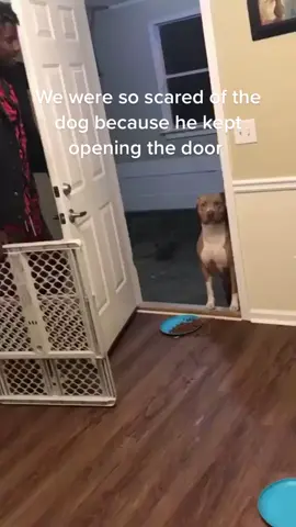 #dog #foryou #doglover #dogsoftiktok 