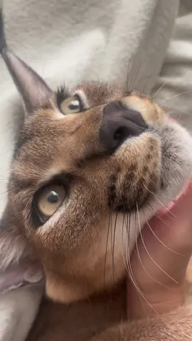 #хищник Доброе  утро всем  Кто нас любит )) 😅#caracal 