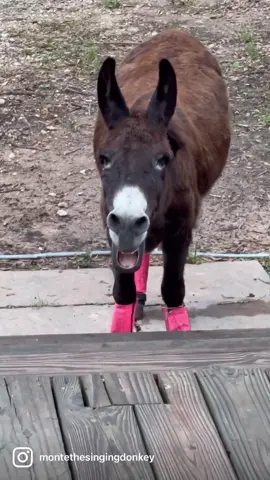 Then some OG porch #emptybowlblues with #montethesingingdonkey - and his hustle to catch up 🥺 #yardgoblin #donkeytok #farmyardopera #donkeysoftiktok 