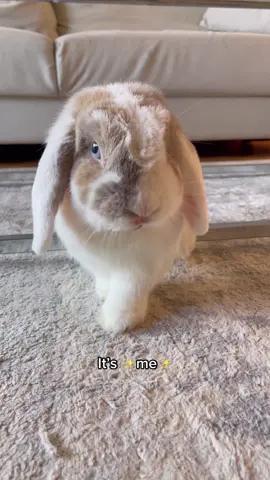 Oatmeal reminds me of a grumpy old man, is that just me? 🤔 #foryoupage #fyp #bunny #rabbit #PetsOfTikTok #thebrekkiebuns #alwayshungry 