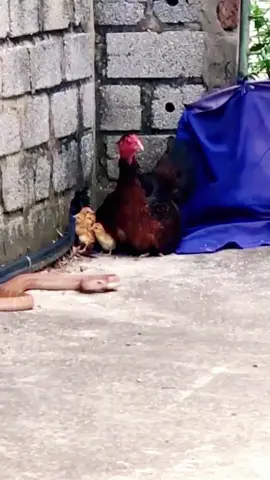Mother hen protect her chicks | Part 2😮#wildanimals #snake #chicken #kingcobra #animals 