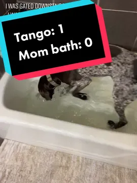 Living my best life! #bath #GenshinImpact32 #bathtub #gsp #fyp #PetsOfTikTok #dogtok #gspoftheday #fypシ #germanshorthairedpointer 