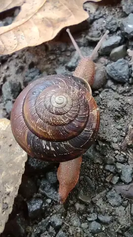 that mesmerizing swirly shell tho. 😍❣️🐌 #snail #snailshell #swirl #swirls #spiral #sacredgeometry 