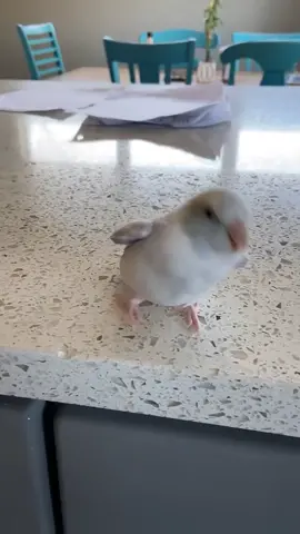 This bird likes to shake its head