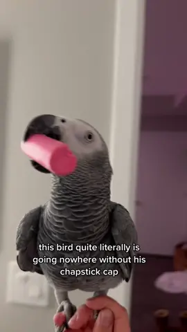 this audio has absolutely nothing to do with the video im just very fixated on it i have to use it in every video rn