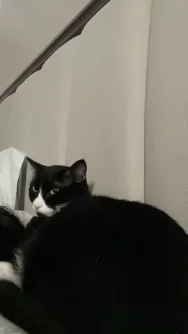 His respect for personal space is unmatched #catsoftiktok #cattok #catpeople #catperson #cat 