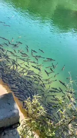 dreaming fishing spot #catcheses #tiktok #foryou #fishing 