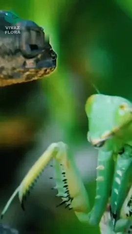 Louva-a-deus Grande 🦗 VS Lagarto Grande 🦎 #terra #flora  #natureza #insetos  #insects #grande  #big #wild #forest #floresta #louvoadeus #lagarto #VS 