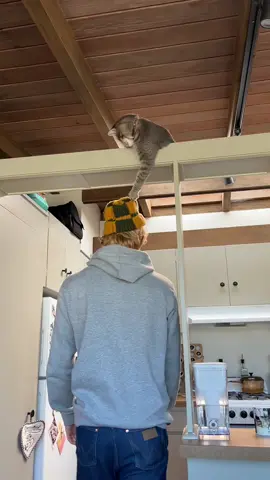 Nice knit hat loser??? #cat #catsoftiktok #funnycat #fyp