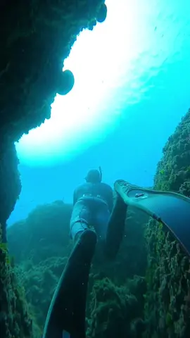La palme en action ⬆️ #freediving #mediterranean #plongee #deepwater #apnee #paca #sud #fun #southoffrance #water #carbonfiber 