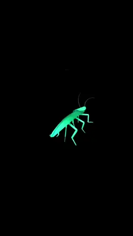 #viralvideo #fyp #dancingroach😂 #meme #viral #roach #viralvideo #rainbow