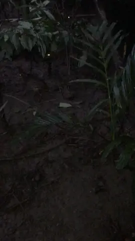 Suasana pagi dikurungan yang seakan akan dihabitat hutan malar pembiakan pelanduk #ternakanhaiwaneksotik #biakbakakomersialpelandukdalamkurangan #panelpenandaanhidupanliar