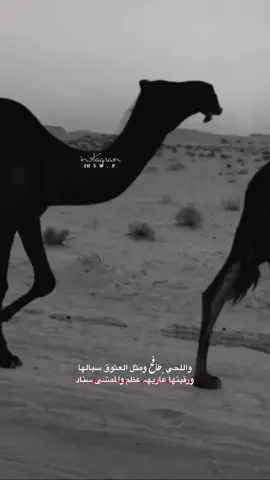 ❤️🐪.